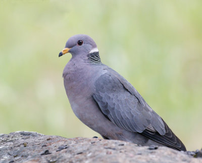 Band-tailed Pigeon