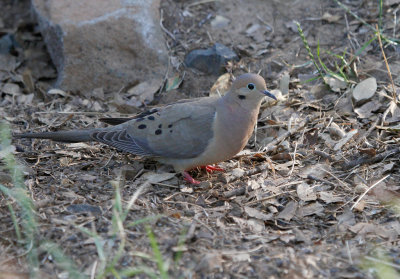 Mourning Dove, Pair