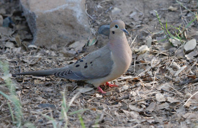 Mourning Dove