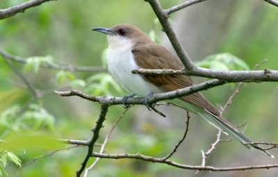 blackbilled_cuckoo