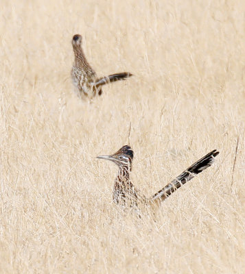 Greater Roadrunners