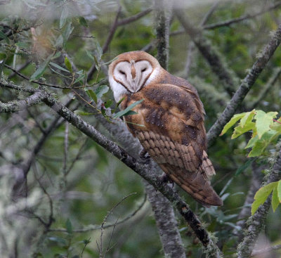 Barn Owl 