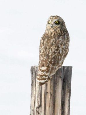 Short-eared Owl 