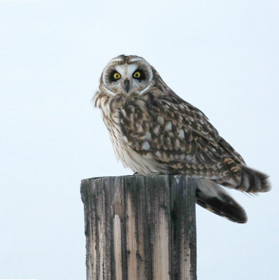 Short-eared Owl 