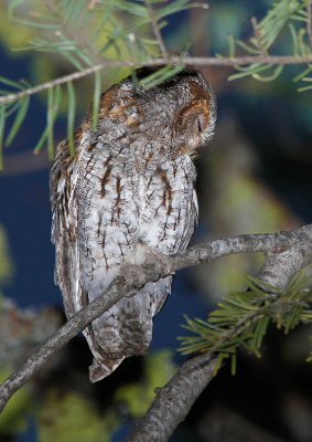 Flammulated Owl 