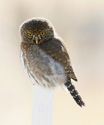 Northern Pygmy Owl 