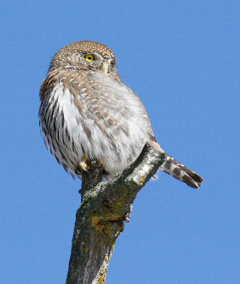 Northern Pygmy Owl 