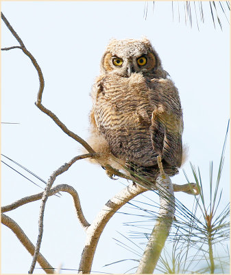Great-Horned Owl 