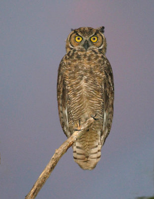 Great Horned Owl 