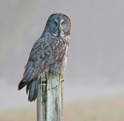 Great Gray Owl