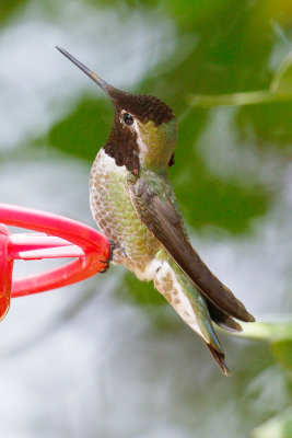 Anna's Hummingbird 