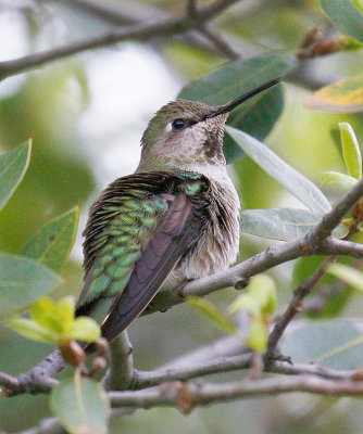 annas_hummingbird