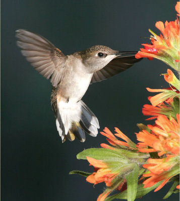 Black-chinned Hummingbird