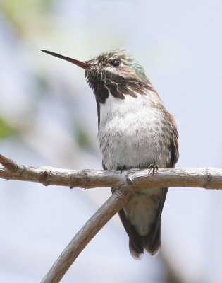 Calliope Hummingbird 