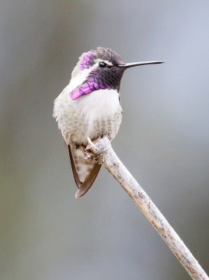 Costa's Hummingbird 