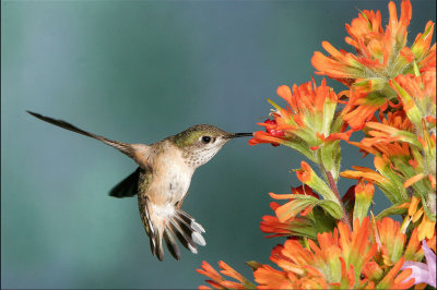 Rufous Hummingbird 