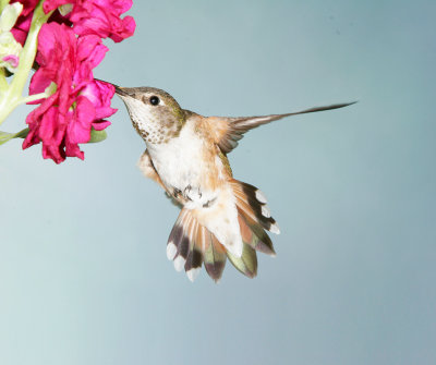 Rufous Hummingbird