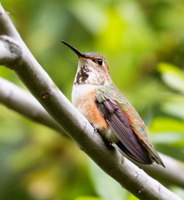 Rufous Hummingbird