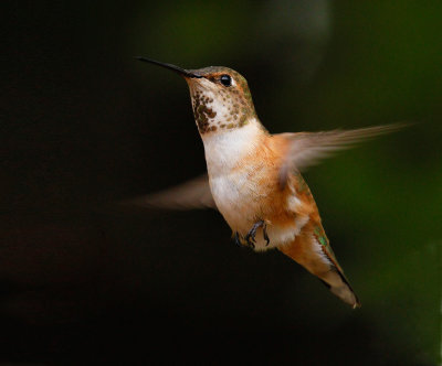 Rufous Hummingbird