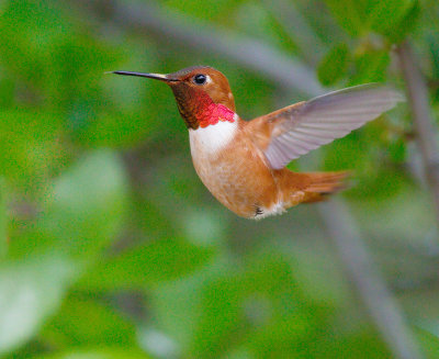 Rufous Hummingbird 