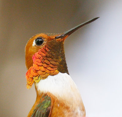 Rufous Hummingbird 
