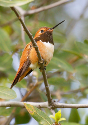 Rufous Hummingbird 