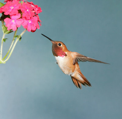 Rufous Hummingbird 