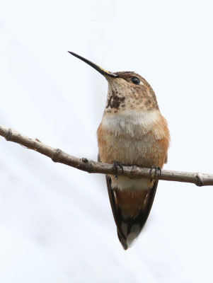 Rufous Hummingbird 