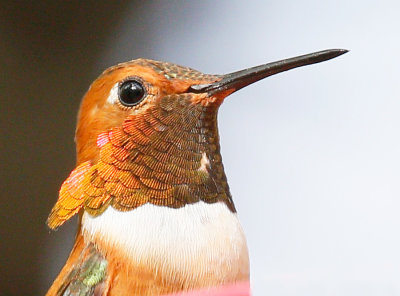 Rufous Hummingbird