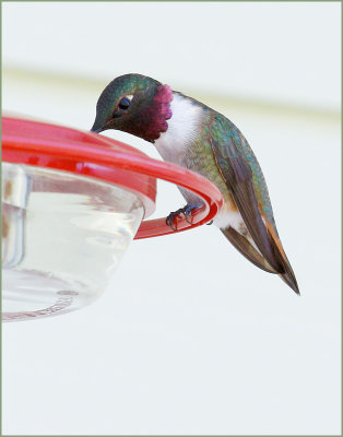 Back-chinned x Rufous Hummingbird (hybrid)