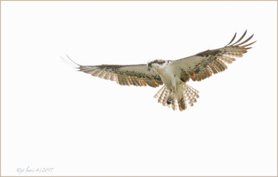 Osprey