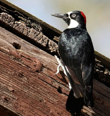 Acorn Woodpecker 