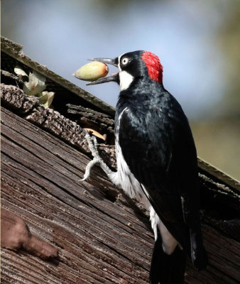 Acorn Woodpecker 