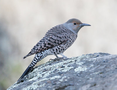 Northern Flicker, Red-shafted