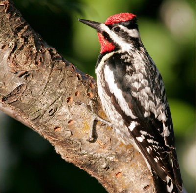 Yellow-bellied Sapsucker, Male