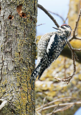 Yellow-bellied Sapsucker, juvenile male