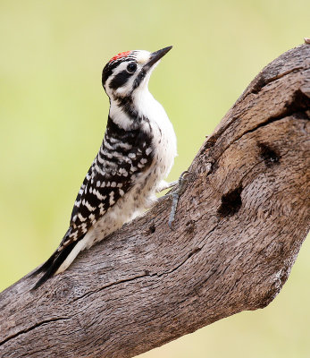 Nuttall's Woodpecker, male