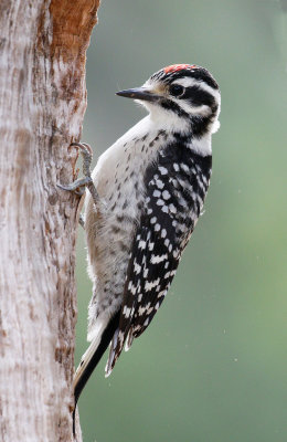 Nuttall's Woodpecker,male 