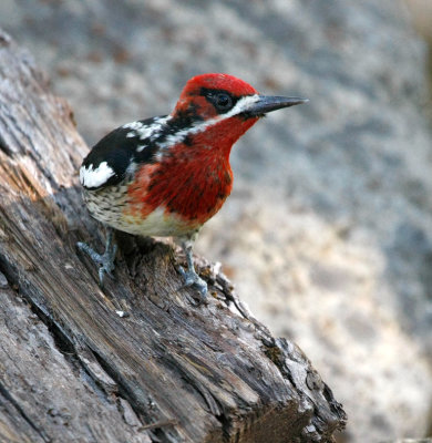 Red-breasted Sapsucker 