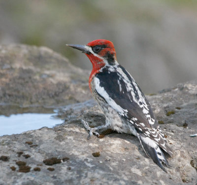 Red-breasted Sapsucker