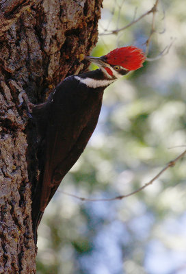 Pileated Woodpecker, Male