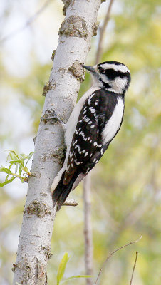 Downy Woodpecker, Female