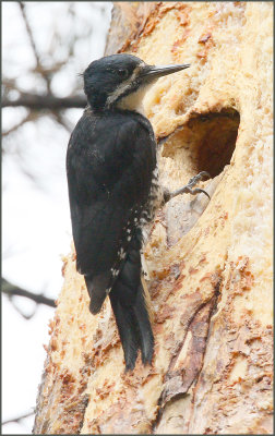 Black-backed Woodpecker