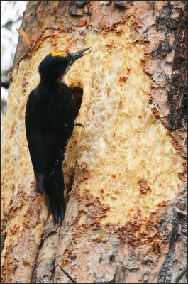 Black-backed Woodpecker, Male