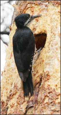 Black-backed Woodpecker, Female