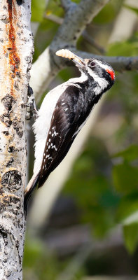 Hairy Woodpecker, Male
