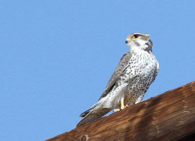 Prairie Falcon 