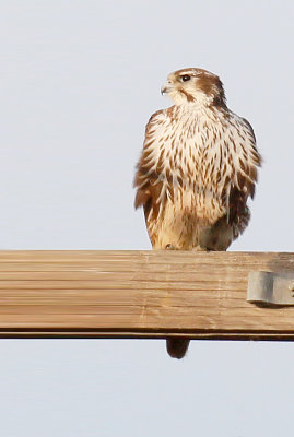 Prairie Falcon, Juvenile