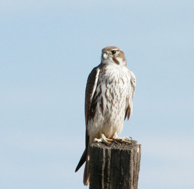 Prairie Falcon, Juvenile 