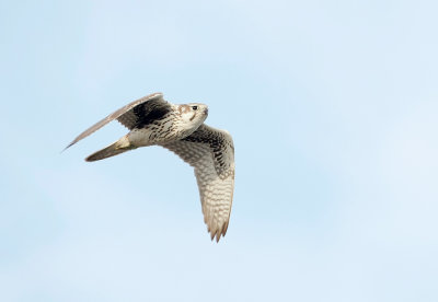 Prairie Falcon, Juvenile 